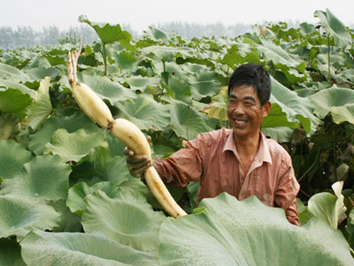 藕池防滲膜